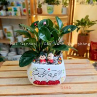 CÂY TRƯỜNG SINH - TS195 A1 B1