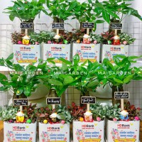 CHẬU CÂY KIM NGÂN MIX CẨM NHUNG CKN363