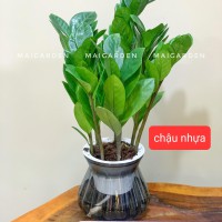 KIM TIỀN THỦY SINH CHẬU NHỰA - KTTS135