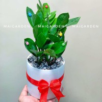 CHẬU CÂY KIM TIỀN - Kt183