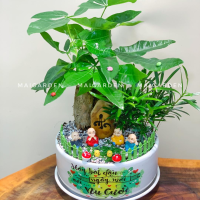 CHẬU CÂY KIM NGÂN MIX TÙNG VẠN NIÊN - KN415