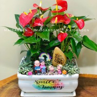 Chậu cây hồng môn mix cẩm nhung - CHM630