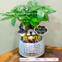 CHẬU CÂY KIM NGÂN GHI CHỮ TRÊN CHẬU THEO YÊU CẦU - KN350