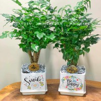 CHẬU CÂY HẠNH PHÚC - CHPP270