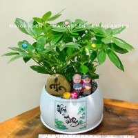 CHẬU CÂY NGŨ GIA BÌ - NGB253