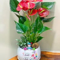 CHẬU CÂY HỒNG MÔN MIX CẨM NHUNG - HM338