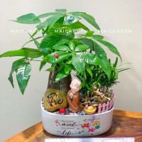 CHẬU CÂY KIM NGÂN MIX TÙNG VẠN NIÊN CẨM NHUNG - KN417