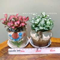 CHẬU CÂY CẨM NHUNG - GIÁ CHÓ SỐ LƯỢNG TỪ TRÊN 10 CHẬU