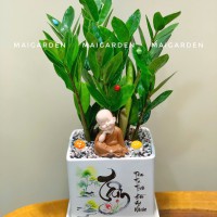 CHẬU CÂY KIM TIỀN