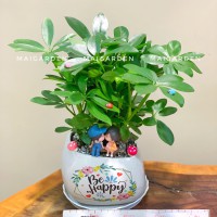 CHẬU CÂY NGŨ GIA BÌ  - NGB233