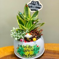 CHẬU CÂY LƯỠI HỔ MIX CẨM NHUNG - LH312