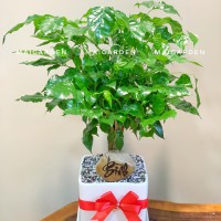 CHẬU CÂY HẠNH PHÚC - HP270