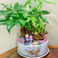 CHẬU CÂY KIM NGÂN MIX LƯỠI HỔ, CẨM NHUNG - KNM469