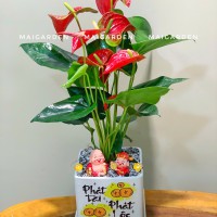 CHẬU CÂY HỒNG MÔN - HM312