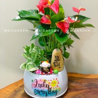 CHẬU CÂY HỒNG MÔN MIX TRẦU BÀ - HM363