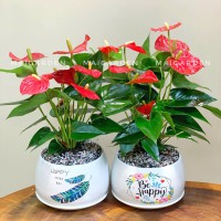 CHẬU CÂY HỒNG MÔN - HM248