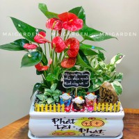 CHẬU CÂY HỒNG MÔN MIX TRẦU BÀ,CẨM NHUNG - HM602