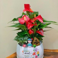 CHẬU CÂY HỒNG MÔN MIX CẨM NHUNG - HM338