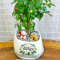 CHẬU CÂY HẠNH PHÚC