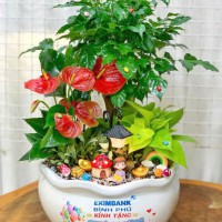 CHẬU CÂY HẠNH PHÚC MIX HÒNG MÔN, TRẦU BÀ, CẨM NHUNG - HPM940