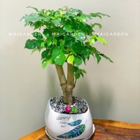 CHẬU CÂY HẠNH PHÚC - HP240