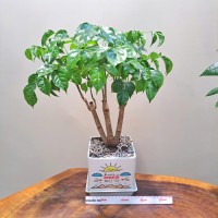 CHẬU CÂY HẠNH PHÚC - HP255