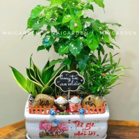 CHẬU CÂY HẠNH PHÚC MIX LƯỠI HỔ, TÙNG VẠN NIÊN - HP655