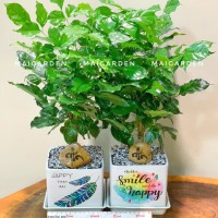CHẬU CÂY HẠNH PHÚC - CHPP270