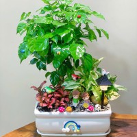 CHẬU CÂY HẠNH PHÚC MIX TRẦU BÀ CẨM NHUNG - CHPM513