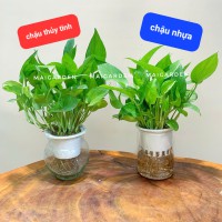 CHẬU TRẦU BÀ CHẬU THỦY TINH - TBTS155