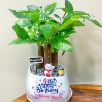 CHẬU CÂY KIM NGÂN - GIÁ CHO SỐ LƯỢNG TỪ TRÊN 10 CHẬU