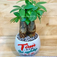CHẬU CÂY KIM NGÂN - KNN120