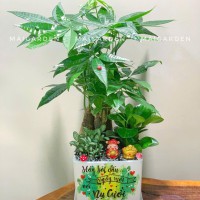 CHẬU CÂY KIM NGÂN MIX TRƯỜNG SINH CẨM NHUNG - KN515