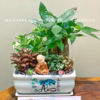 CHẬU CÂY KIM NGÂN MIX TRẦU BÀ, CẨM NHUNG - KN477