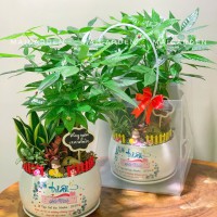 CHẬU CÂY KIM NGÂN MIX LƯỠI HỔ, CẨM NHUNG KHÔNG BAO GỒM TÚI NHƯ HÌNH - KN602