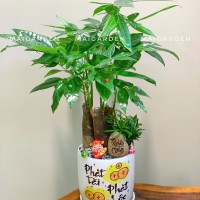 CHẬU CÂY KIM NGÂN MIX TÙNG VẠN NIÊN - KN391