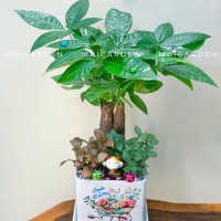 CHẬU CÂY KIM NGÂN MIX CẨM NHUNG XANH ĐỎ- - KNM340