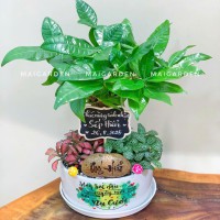 CHẬU CÂY KIM NGÂN MIX CẨM NHUNG - KN337