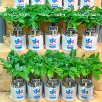 CHẬU CÂY KIM NGÂN - GIÁ CHO SỐ LƯỢNG TỪ TRÊN 10 CHẬU