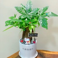 CHẬU CÂY KIM NGÂN - GIÁ CHO SỐ LƯỢNG TỪ TRÊN 10 CHẬU