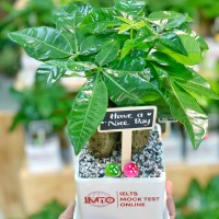 CHẬU CÂY KIM NGÂN - GIÁ CHO SỐ LƯỢNG TỪ TRÊN 10 CHẬU