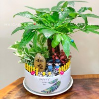 CHẬU CÂY KIM NGÂN MIXTRẦU BÀ, CẨM NHUNG - KN456