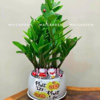 CHẬU CÂY KIM TIỀN - CKT295