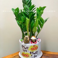 CHẬU CÂY KIM TIỀN - KT318