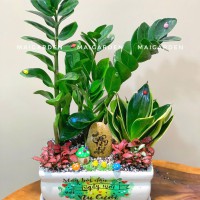 CHẬU CÂY KIM TIỀN MIX LƯỠI HỔ, CẨM NHUNG - KT505