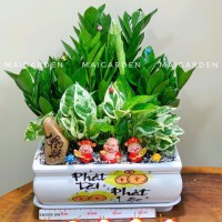 CHẬU CÂY KIM TIỀN MIX TRẦU BÀ - KT690