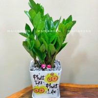CHẬU CÂY KIM TIỀN - KT254