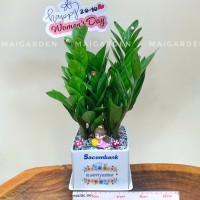 CHẬU CÂY KIM TIỀN - GIÁ CHO SỐ LƯỢNG TRÊN 10 CHẬU