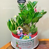 CHẬU CÂY KIM TIỀN MIX LƯỠI HỔ , XƯƠNG RỒNG GHI CHỮ THEO YÊU CẦU - KT687