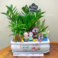 CHẬU CÂY KIM TIỀN MIX LƯỠI HỔ, TÙNG VẠN NIÊN, TRẦU BÀ, CẨM NHUNG - KT717